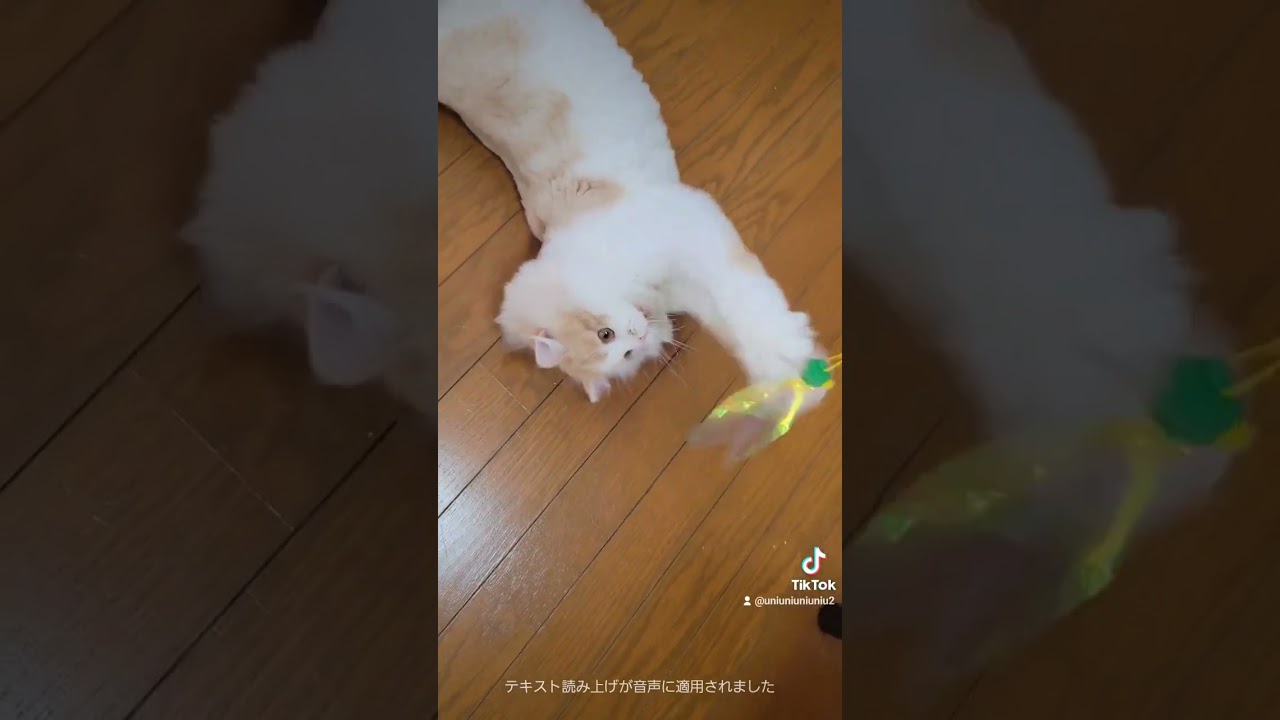 おっとり子猫の休日 #ラガマフィン #猫動画 #子猫 #cat #サマーカット