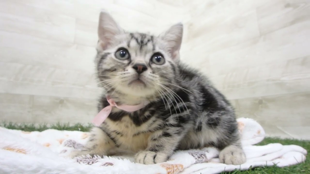 Coo&RIKU　No00643342 アメリカンショートヘアー