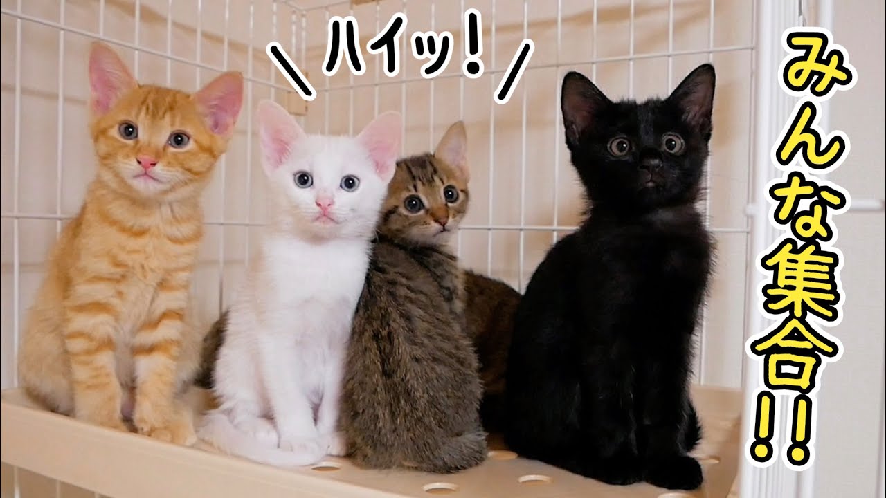 特大サイズのベッドを買ったので子猫たちを集合させてみた！