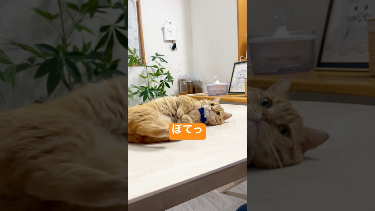 ご褒美をくれる人に対してはやる気マックスな猫 #shorts