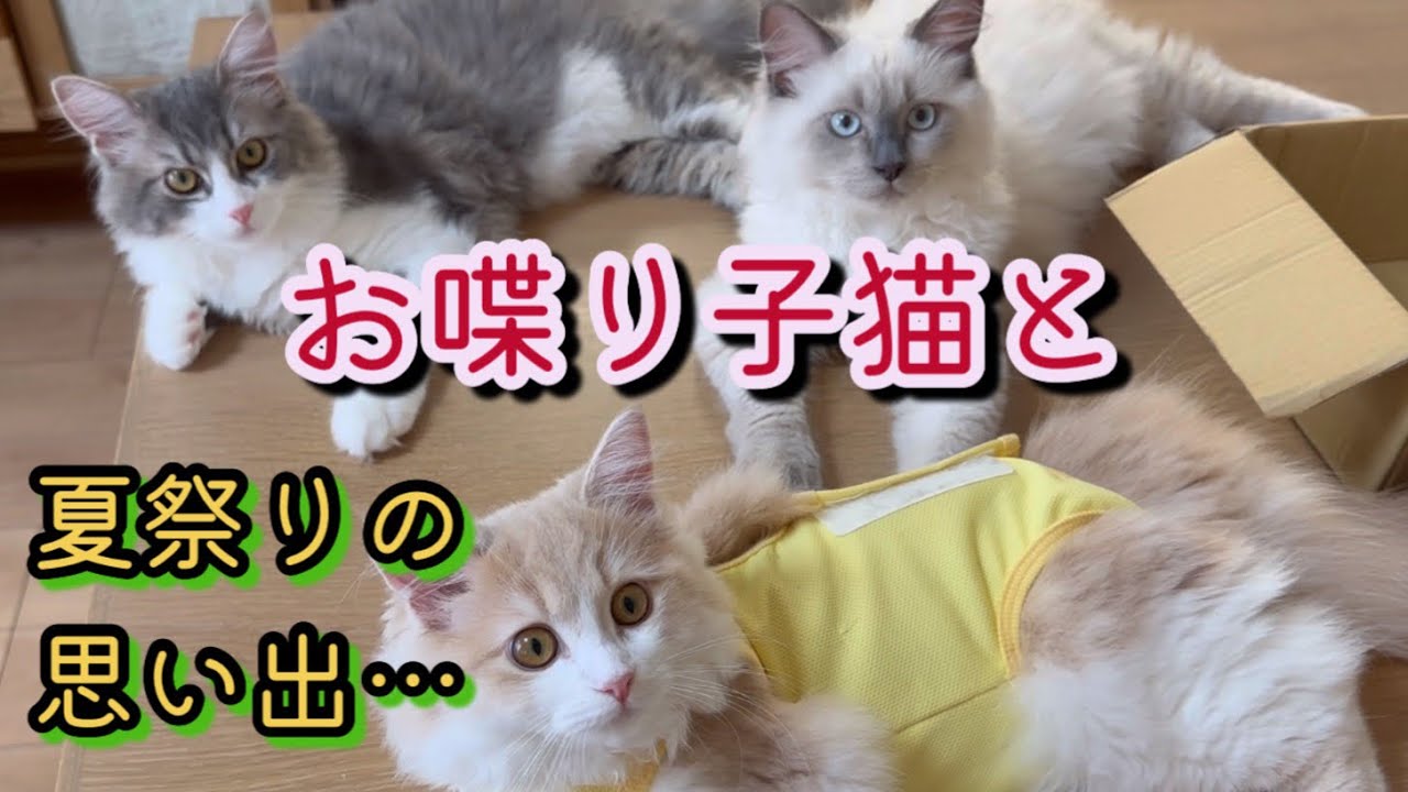 元気な3人の日常と夏祭りの思い出　サイベリアン　子猫　kitten siberian
