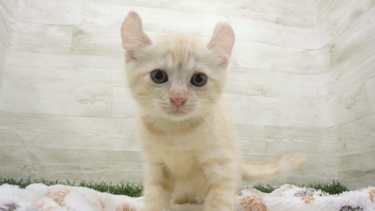 Coo&RIKU　No00643346 アメリカンカール