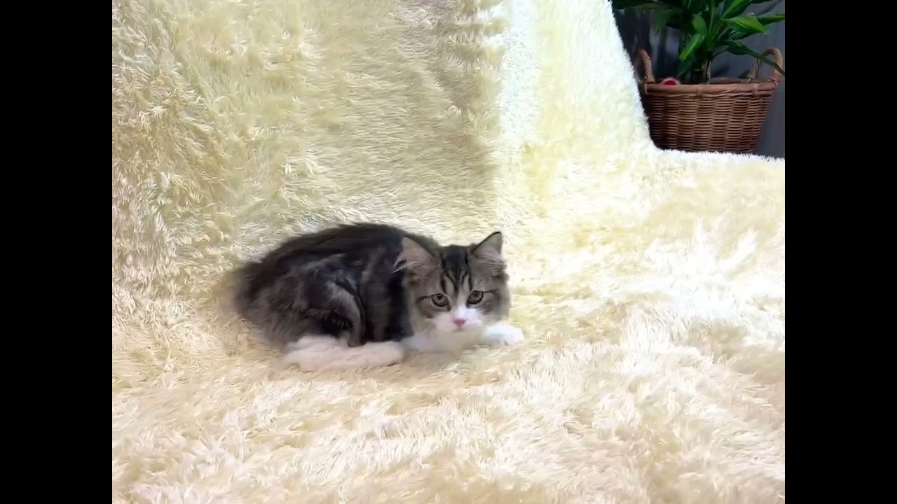 ペルシャ 人懐こくて、遊ぶことが大好きです。ブラウン&ホワイト