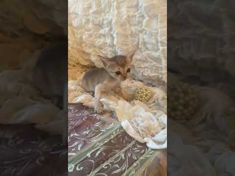 シンガプーラ セーブルティックドタビー（ショート）の女の子♡