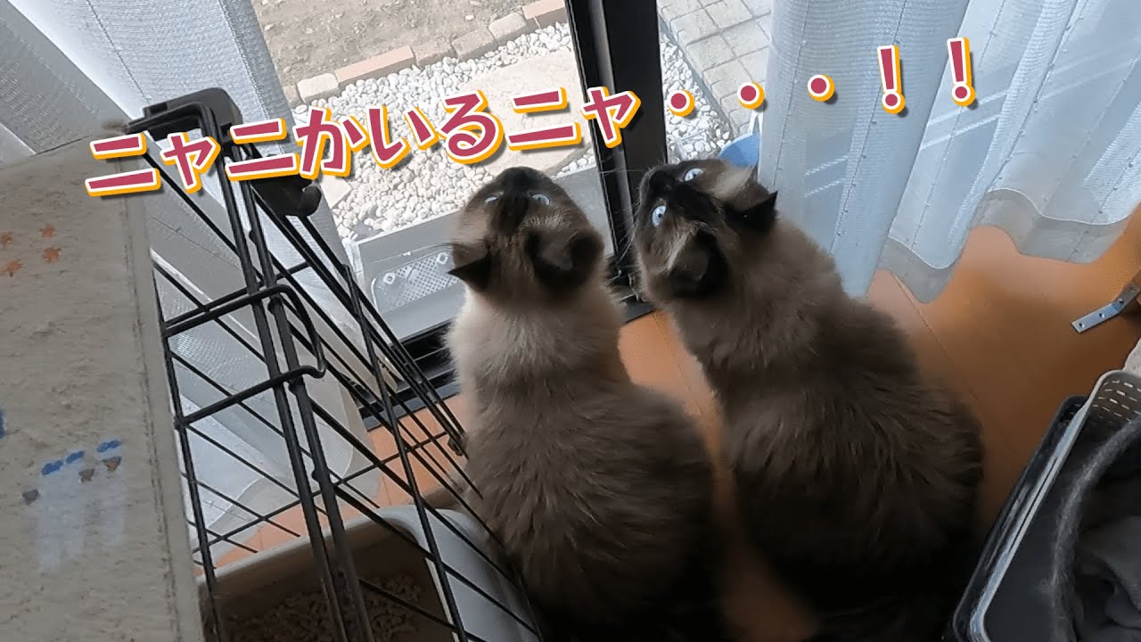 【猫】【猫のいる暮らし】ご飯途中に蝉を見つけてしまったグリンとグランです　#子猫　#ヒマラヤン　#ラグドール　#猫