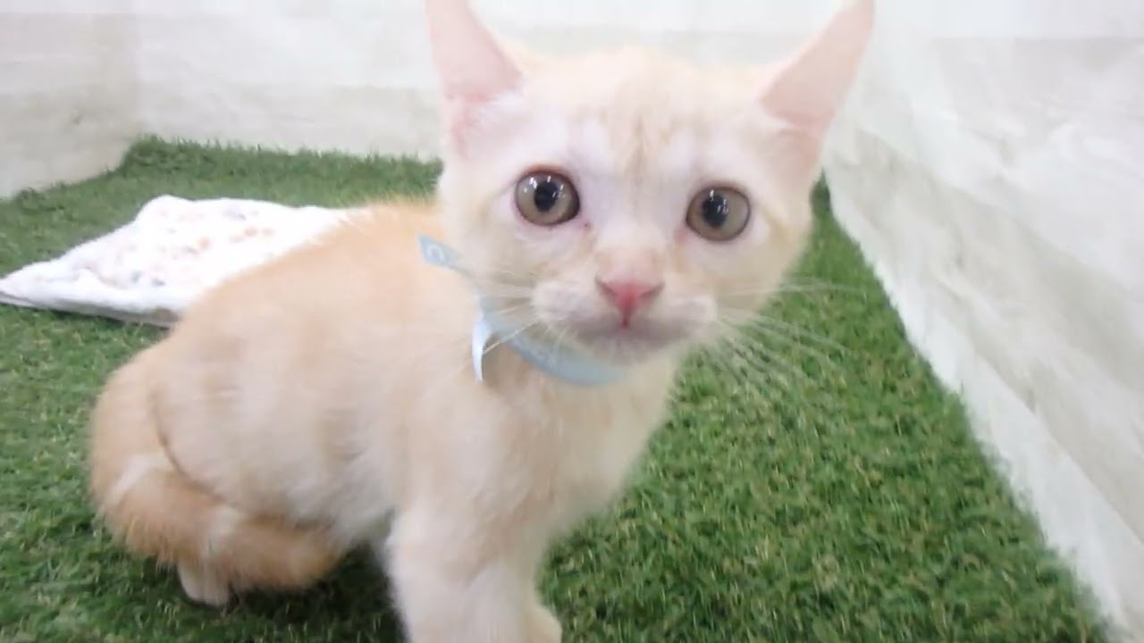 Coo&RIKU　No00643356 アメリカンショートヘアー