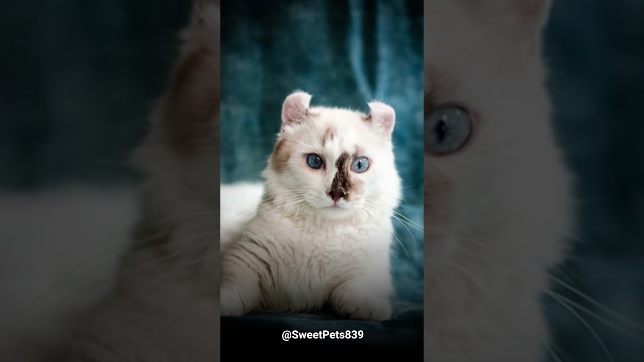 Hear this fact about these charming American Curls cat.