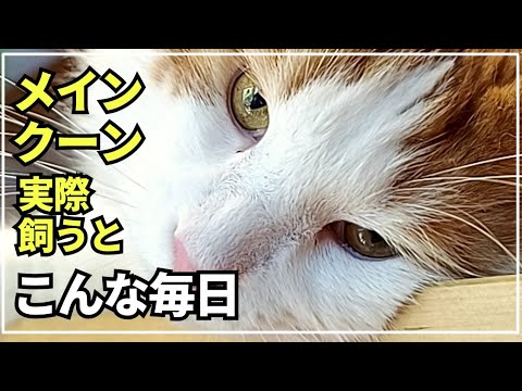 大型猫の日常ってこんな感じ！毎日癒やされ過ぎてます【メインクーン】