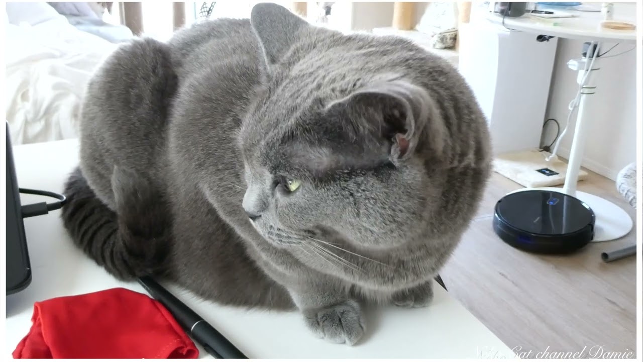 掃除機がちょっとだけ気になる猫 #シャルトリュー