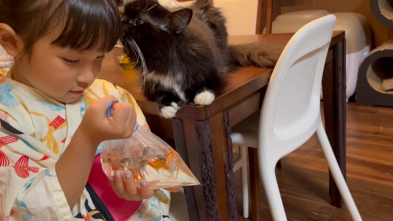 新たに迎える事になった大量の金魚に挨拶する猫　ラガマフィン　A cat greeting a new goldfish