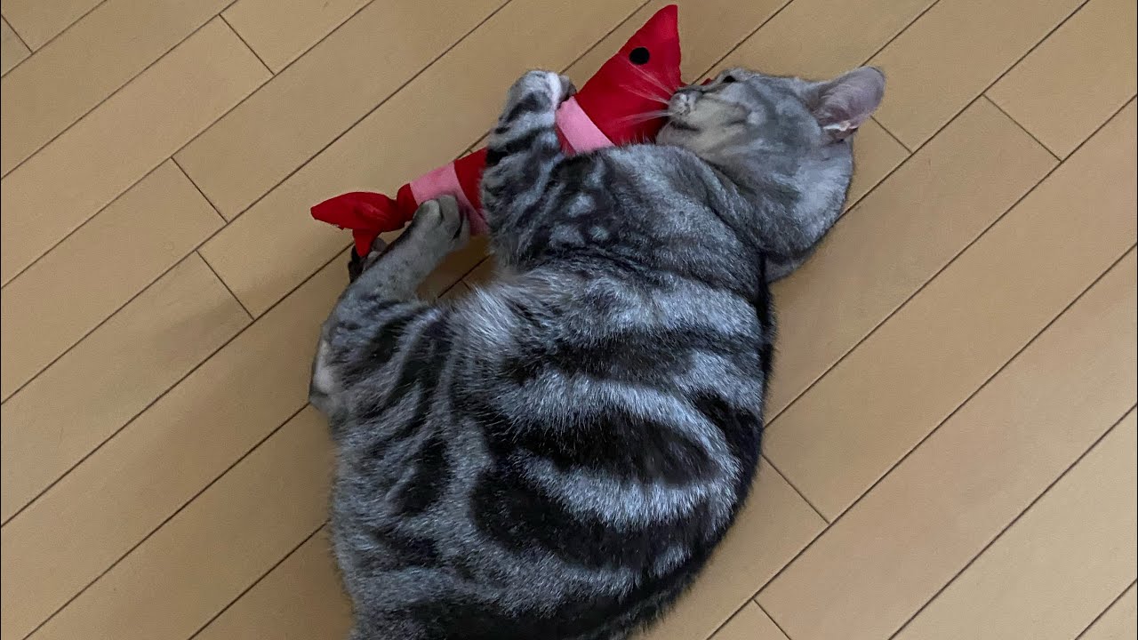 ロチくんが豹変しました【アメリカンショートヘア】