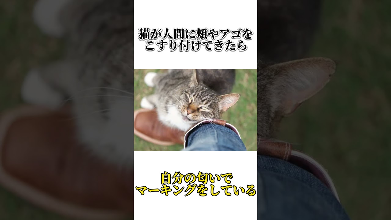 猫に関する面白い雑学・豆知識:Part2