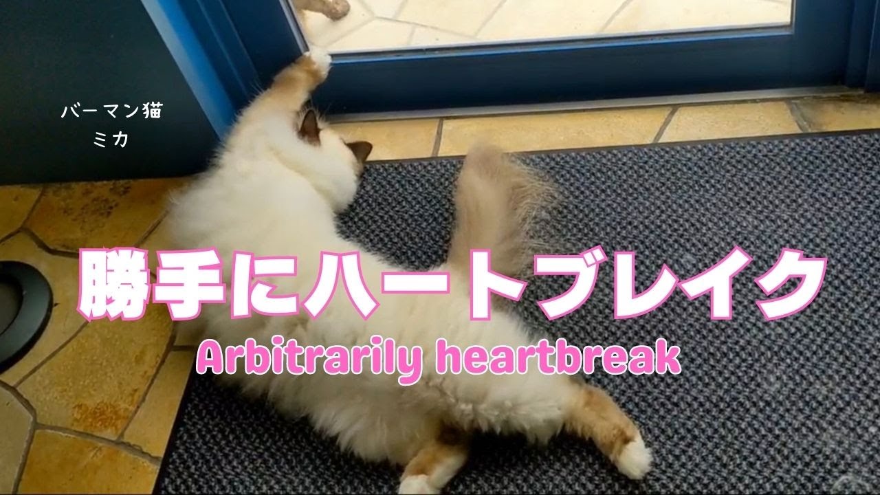 バーマン猫ミカ【勝手にハートブレイク】Arbitrarily heartbreak（バーマン猫）Birman/Cat