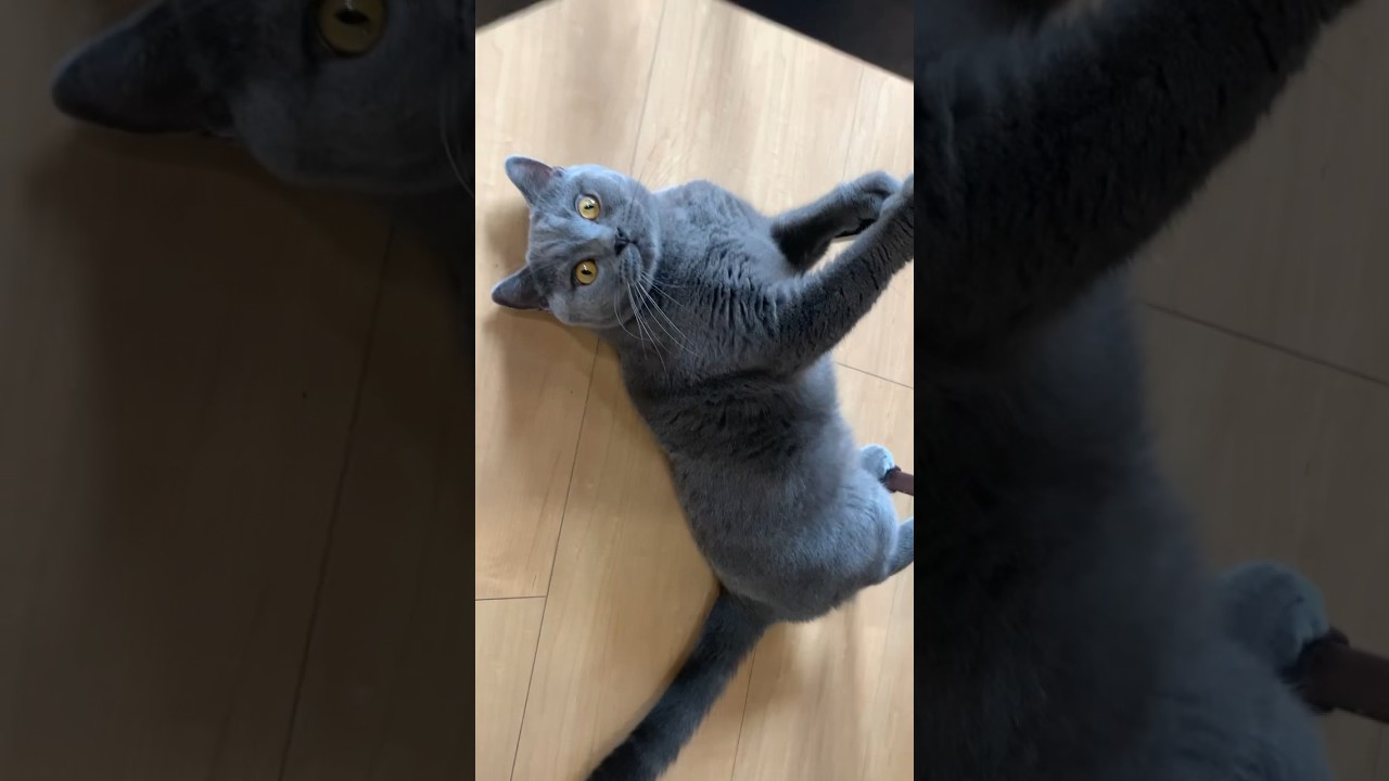 ぽむ吉　椅子の脚遊びPomukichi slipping on the back#cat #britishshorthair #猫 #散歩 #chat #고양이 #ブリティッシュショートヘア