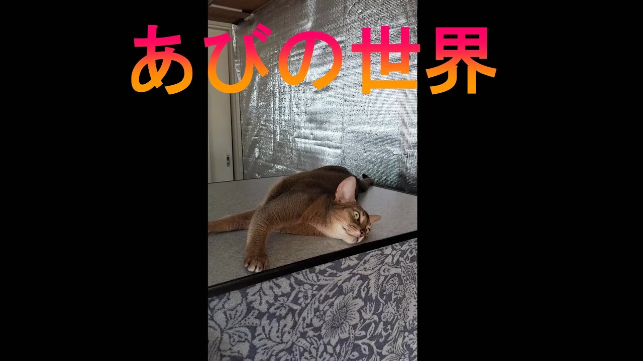 ネコ動画あび＃1907　あびの毎日　アビシニアン　あび