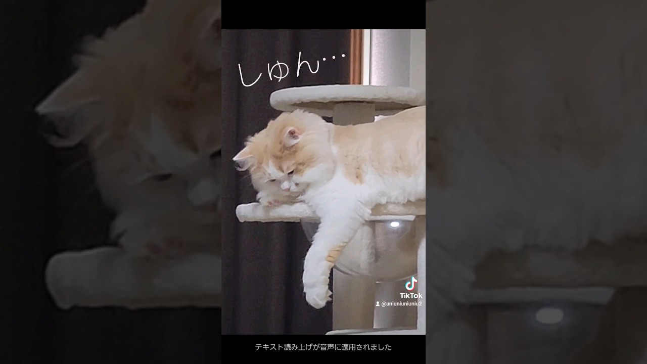 かまってちゃん子猫が… #ラガマフィン #猫動画 #子猫
