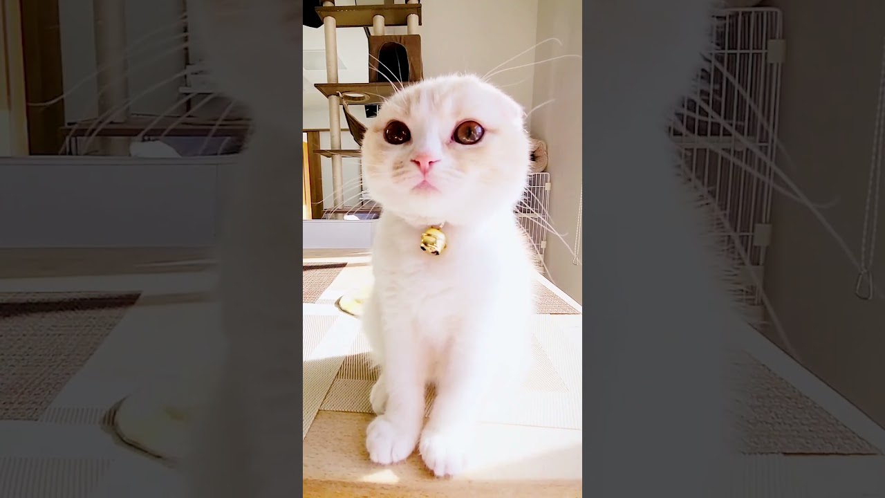 まんまる猫と犬が暮らすとこうなる#shorts
