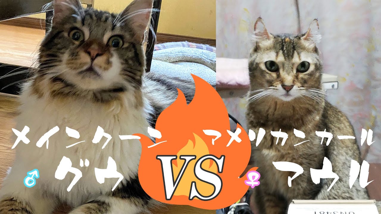 なかよし猫の熱きバトル？【メインクーン、アメリカンカール】