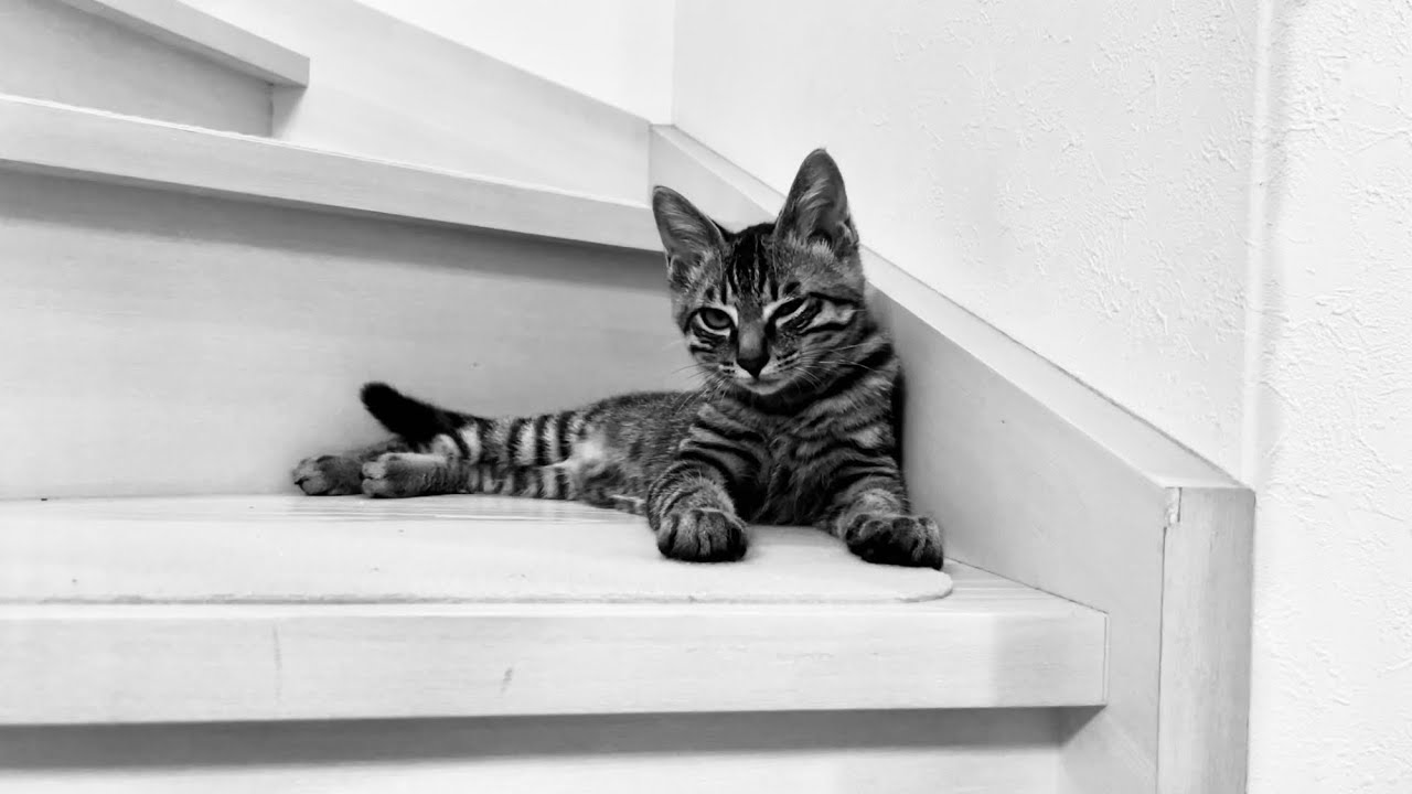 カツオ君負傷しました。子猫が激痛に耐える。