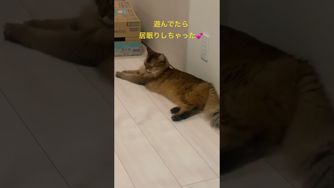 居眠りする猫 #ソマリ #いやしねこ #甘えん坊の猫