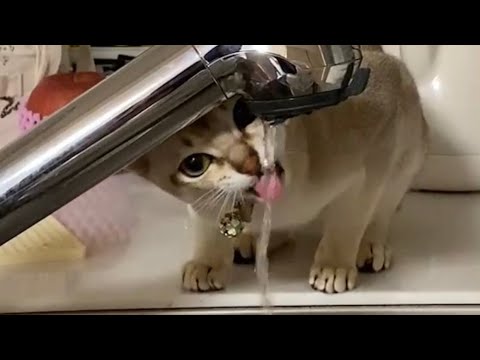 【シンガプーラ】流れる水が好き 蛇口の水