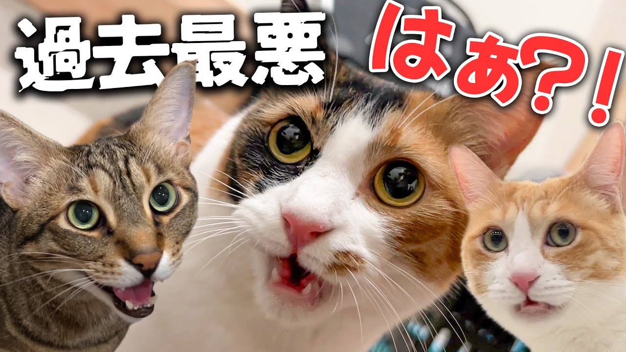 他の猫に浮気しまくった飼い主が帰宅したら愛猫たちの反応が過去最悪なものになってしまいました。。。