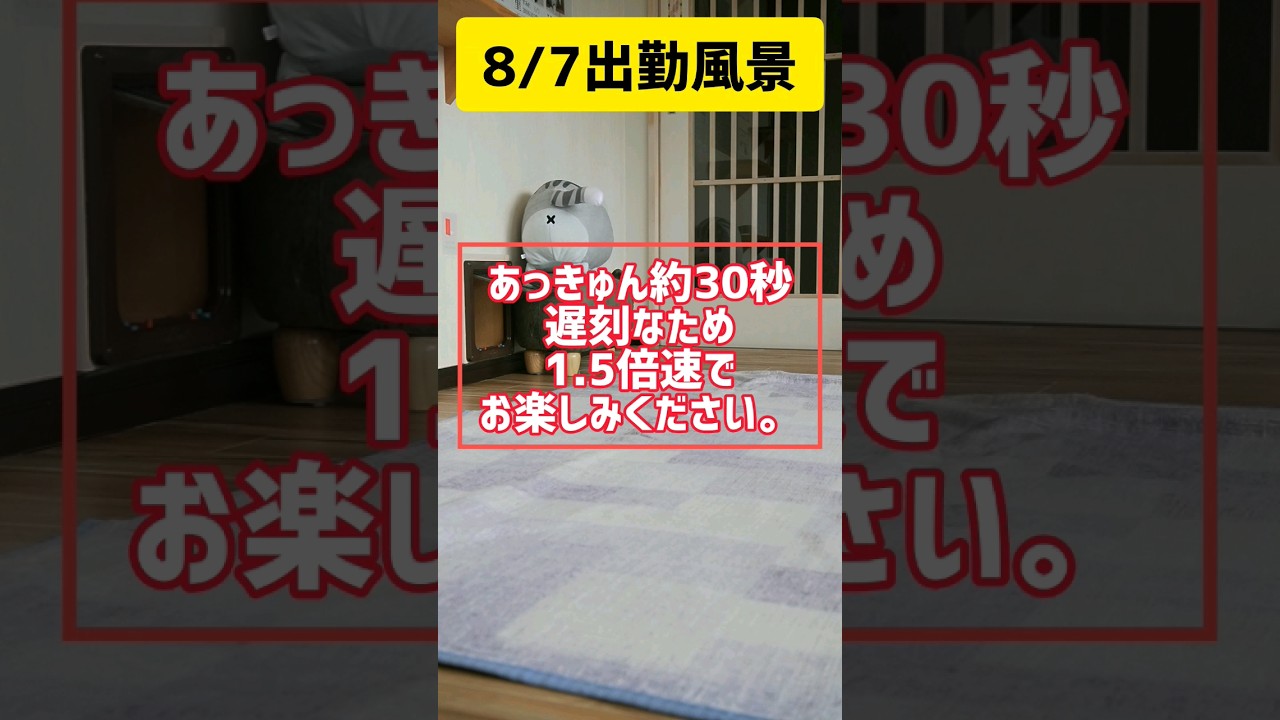1.5倍速な出勤風景【0807】 #cat #メインクーン #可愛い猫 #猫動画おもしろい #猫カフェ #猫動画可愛い #茶トラ #かわいい猫