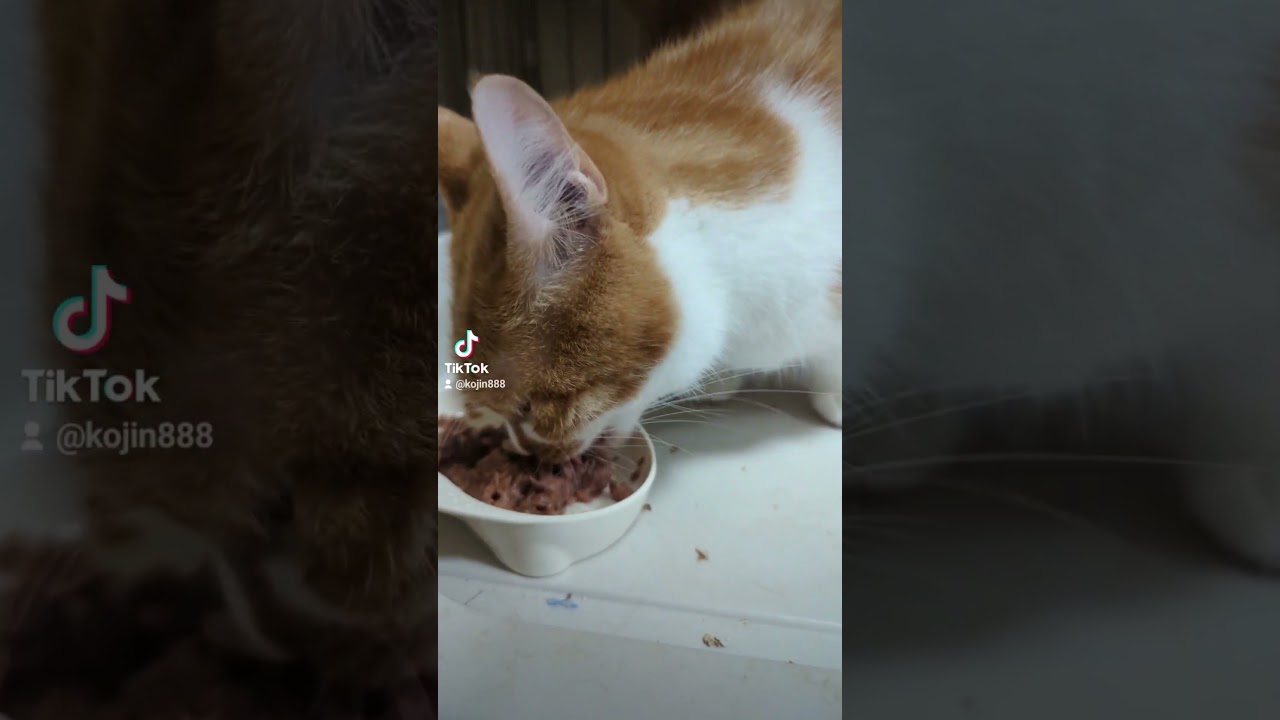 8/3ねこさんの晩餐会（´・ω・`） #ねこ #cat #マンチカン #アビシニアン #キジトラ #猫 #短足マンチカン #cute #abyssinian #短足