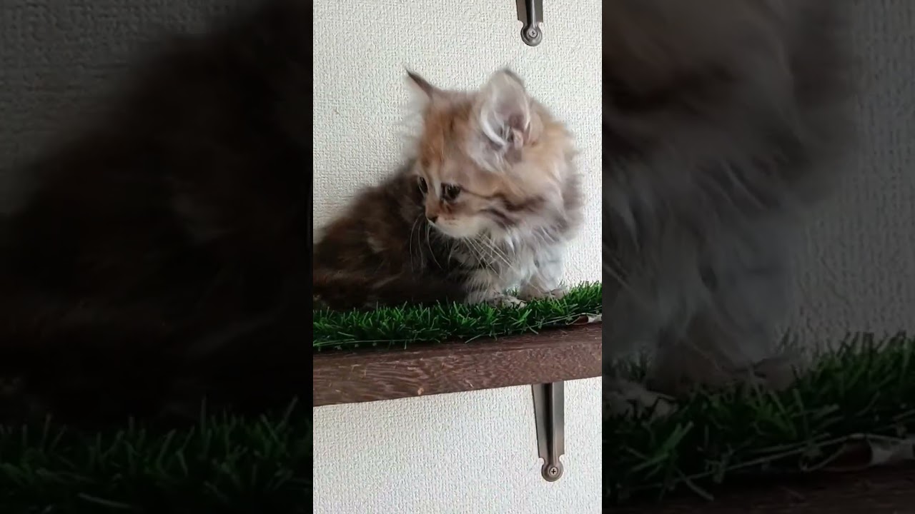 ラガマフィン 短足のキュートなラガマフィンちゃんの女の子です！