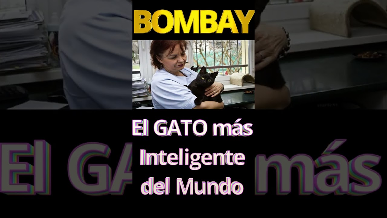 🎈 BOMBAY LOS GATOS MÁS INTELIGENTES DEL MUNDO 🎈 CURIOSIDADES DE LOS GATOS