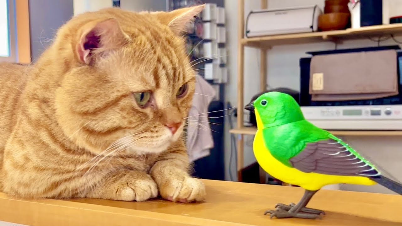 もしも鳥さんが部屋に迷い込んだら... #猫 #マンチカン