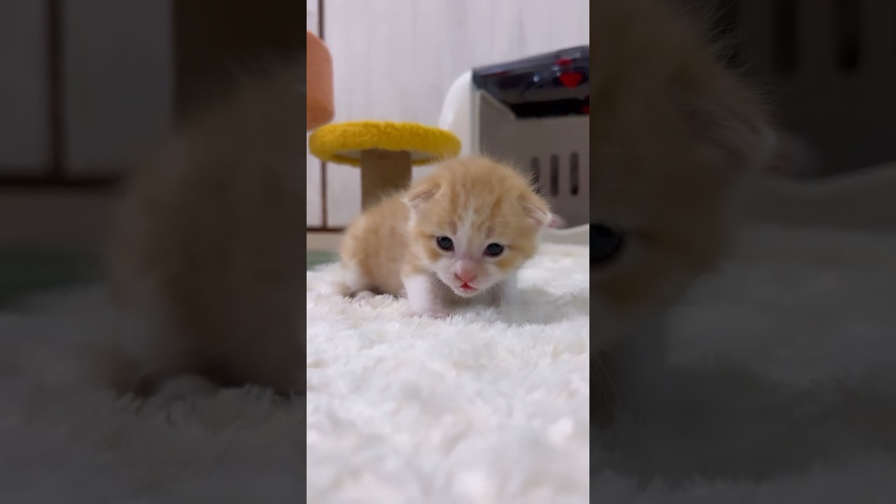 ただただ可愛いミドくん🌱　#kitten #子猫 #shorts