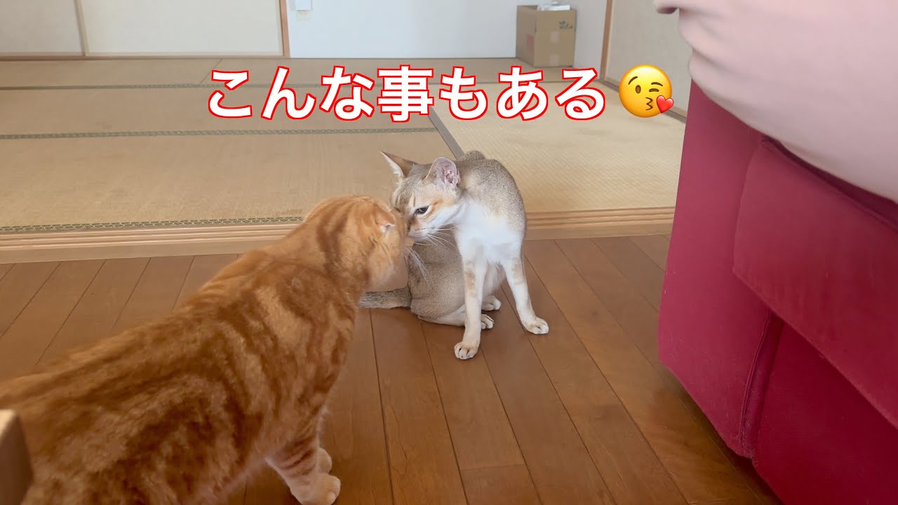 鼻ちゅ😘しちゃった💕シンガプーラ「にゃあ」とスコティッシュフォールド「すず」　#シンガプーラ #スコティッシュフォールド #猫