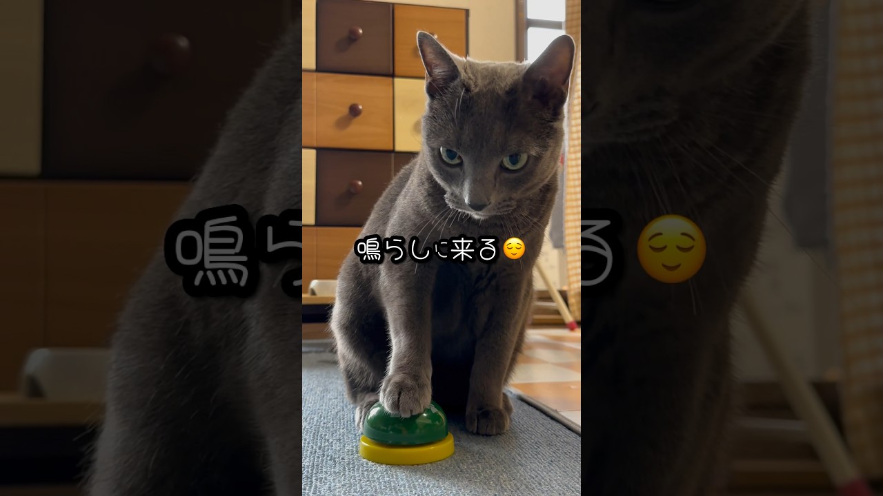 【ロシアンブルー】ベル押し猫🛎️めろん😊今日のチン🛎️🥰【猫】#shorts