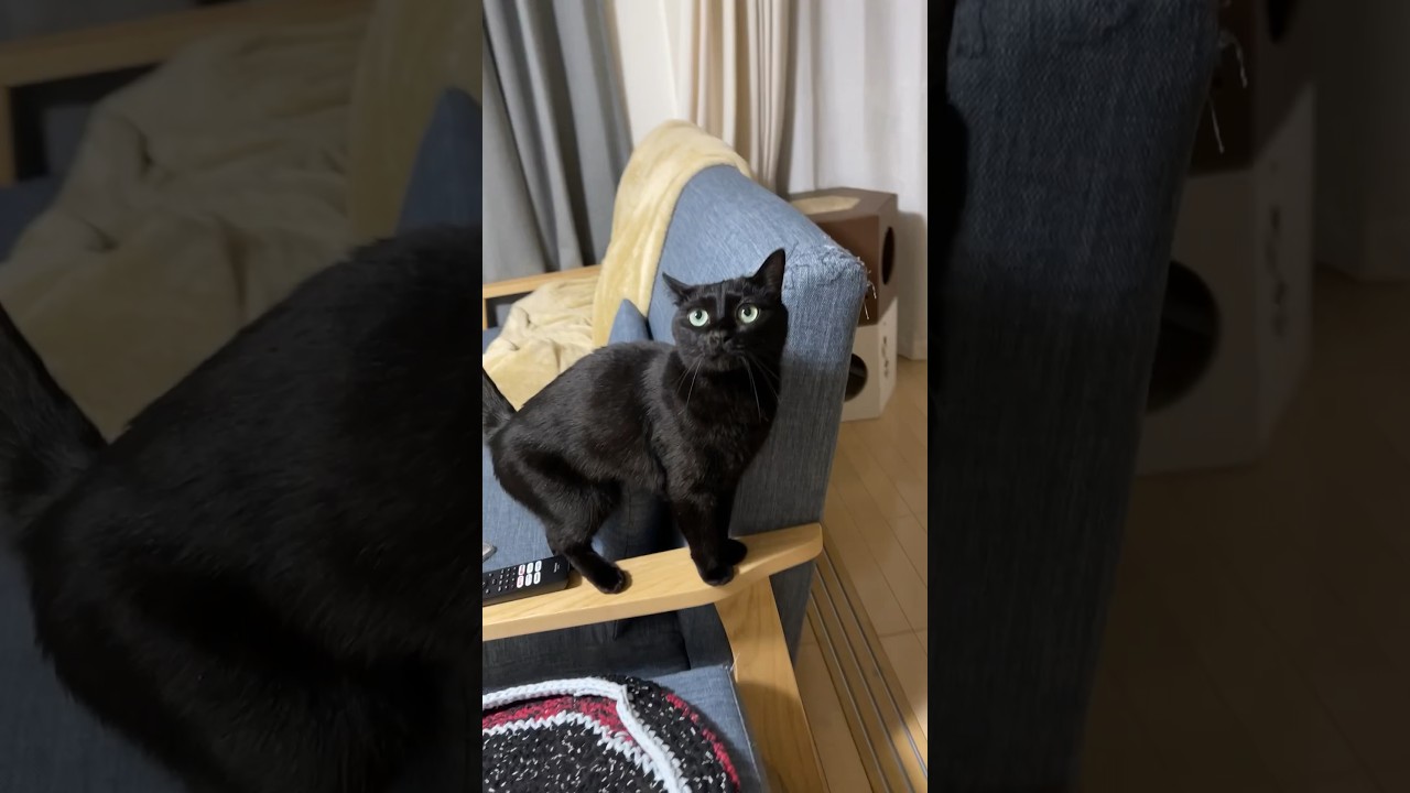 大声で「遊んで〜！」と泣き叫ぶ猫