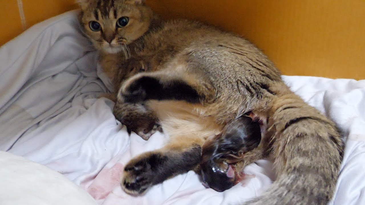 The second kitten was born for Kiki