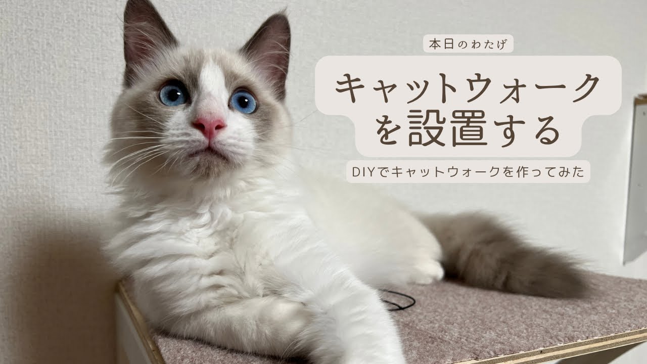 【ラグドールのわたげ】キャットウォークを設置する