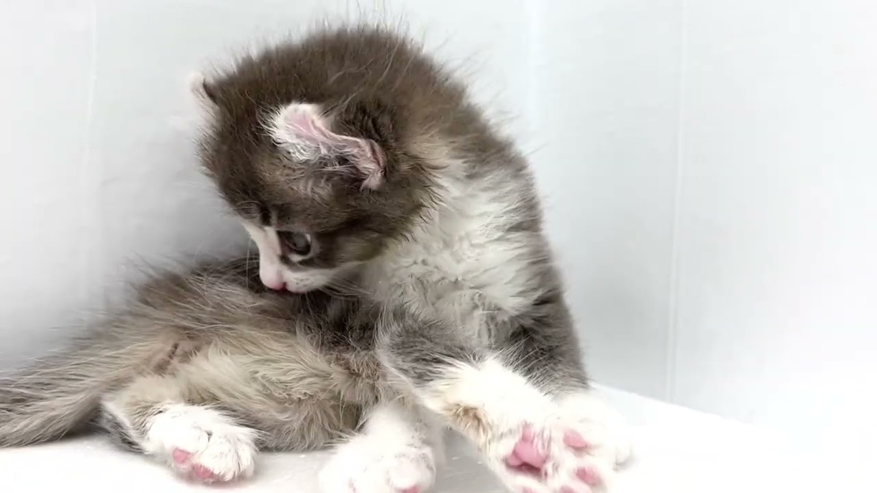 【2023/8/8撮影】アメリカンカールの子猫、女の子！初日でも物怖じしない豪快な毛繕いを披露！