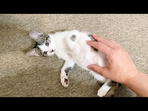 ご飯を食べすぎてしまった子猫