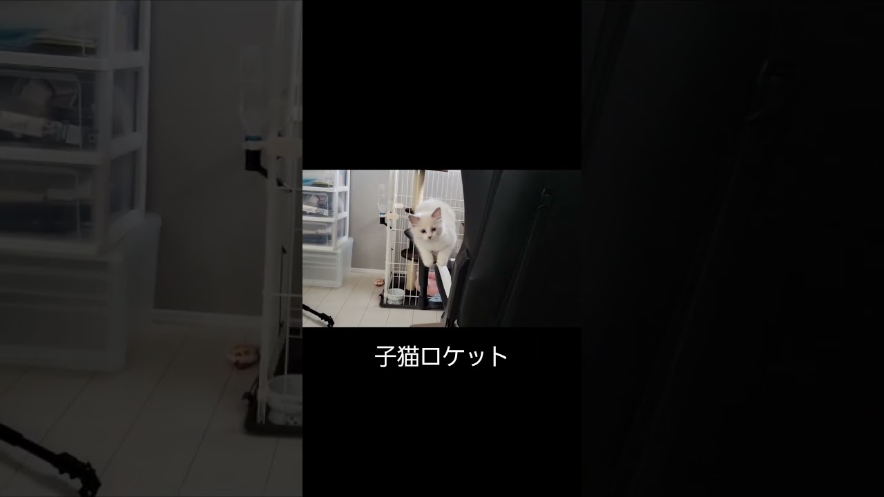飛んできました。#ラグドール #子猫 #ラグドール子猫 #ねこのいる生活 #ねこ #ねこのいる暮らし #白猫 #うちのねこ #うちの猫