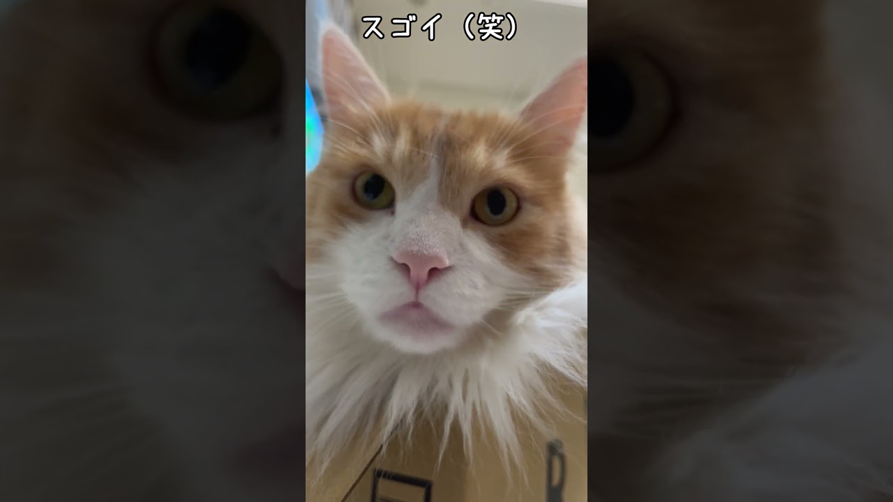 むちむち箱入りメインクーン