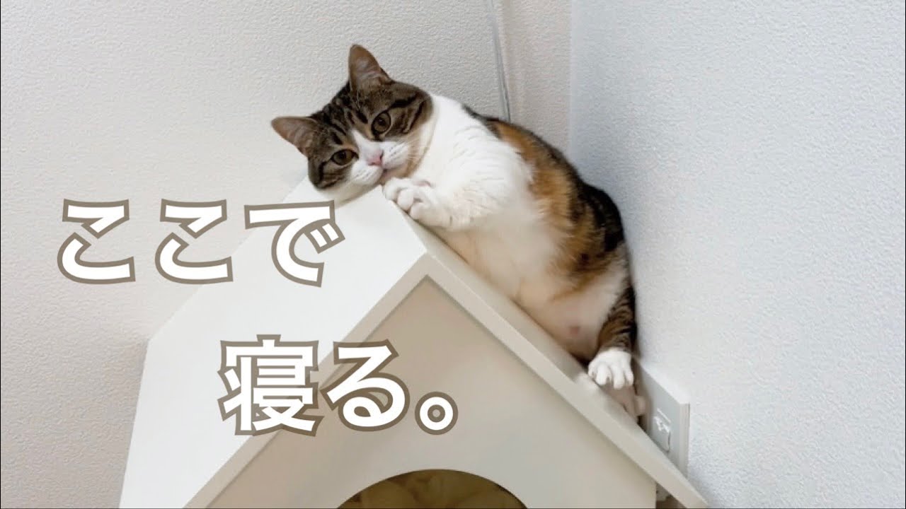 なぜそこ？屋根の上で寝る変な猫がこちらです…【マンチカン】【スコティッシュフォールド】