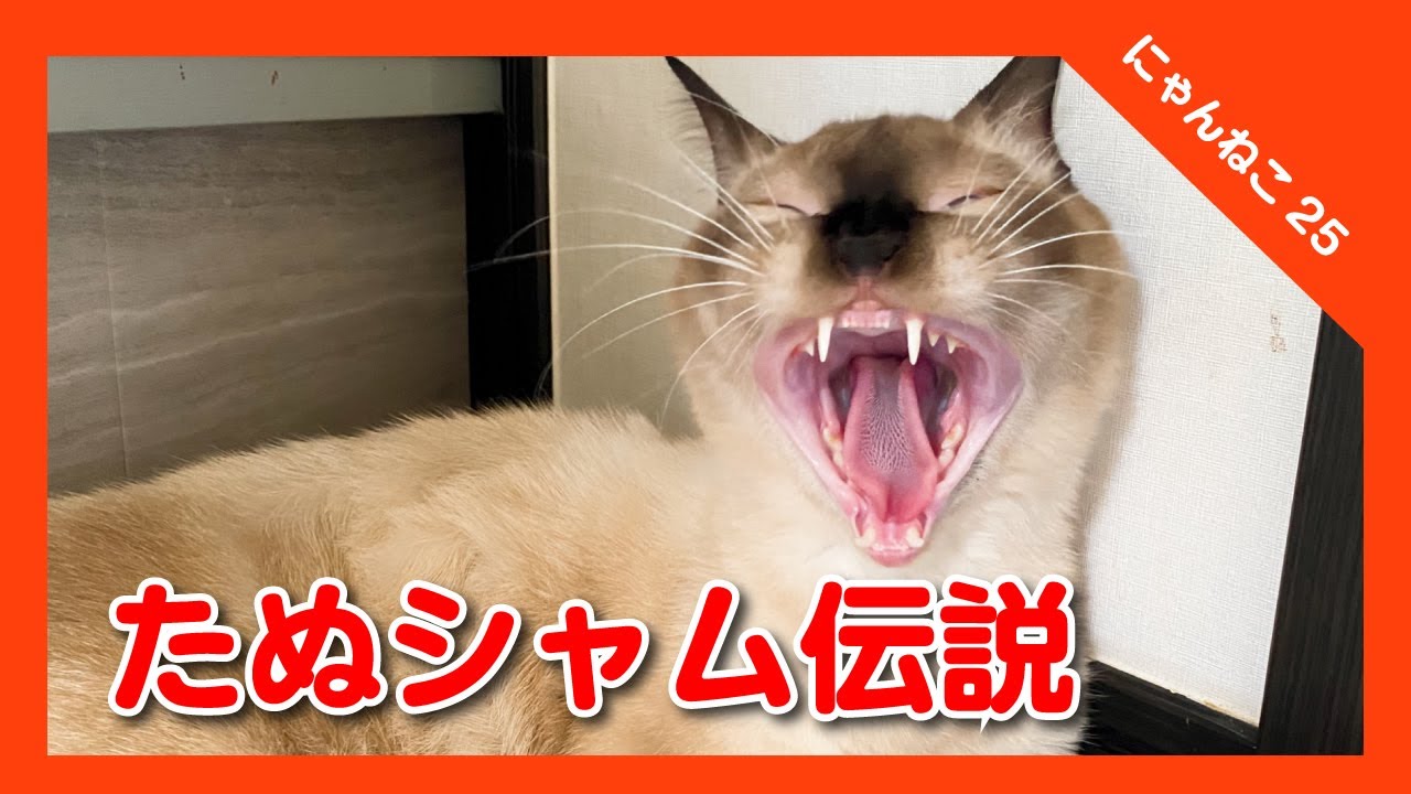 たぬシャム伝説〜シャムMIX猫のひみつ