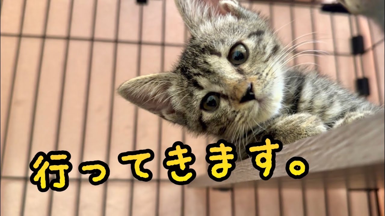 生後1ヶ月から一緒に過ごした子猫が巣立ちます。