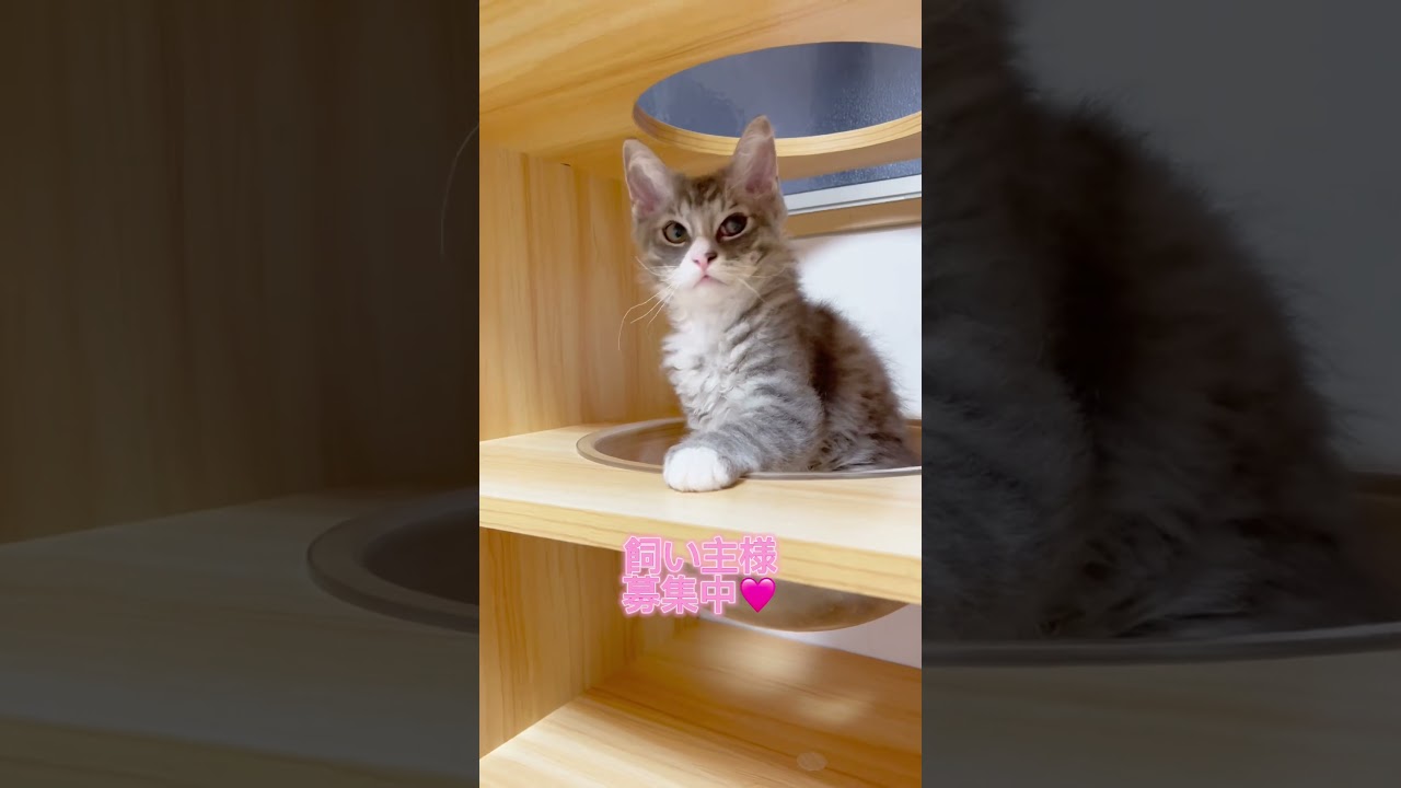 里親募集❣️ラパーマちゃん🩷 【お問合せ詳細は説明欄に記載あります】 #猫 #マンチカン #ミヌエット #子猫販売 #猫のいる暮らし #猫動画 #ブリーダー直販 #ラパーマ #子猫 #スクーカム