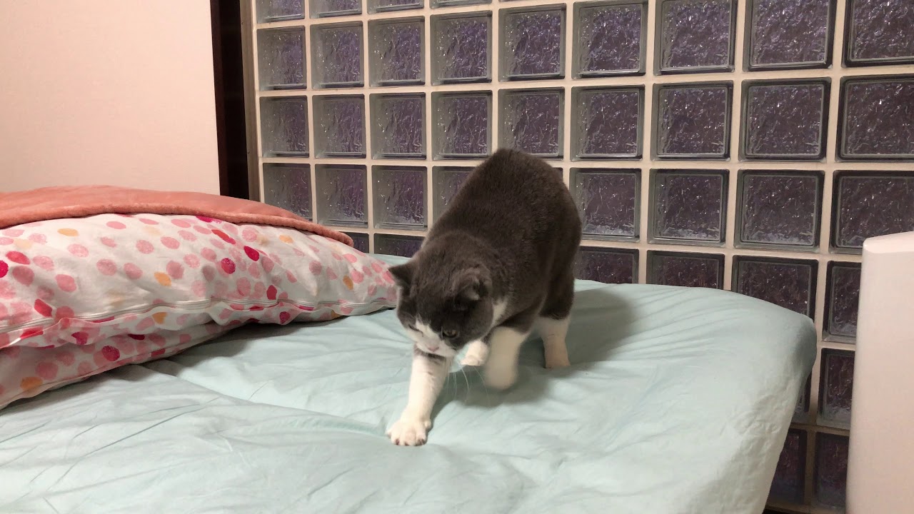 2017/12/26　セルカークレックスの梅子vol.292