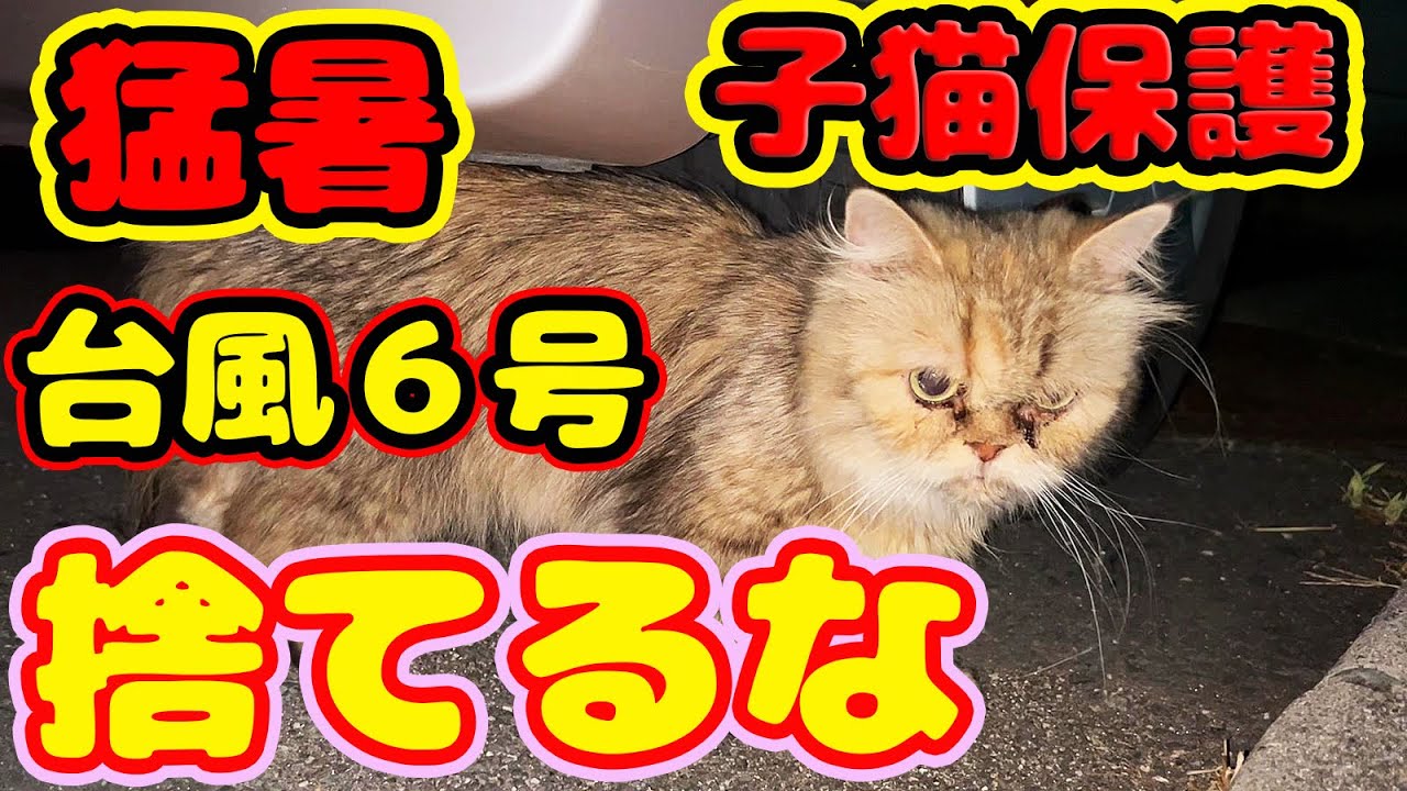 【子猫緊急保護】最強一粒万倍日に捕獲成功 台風６号猛暑に保護して病院へ連れていきました