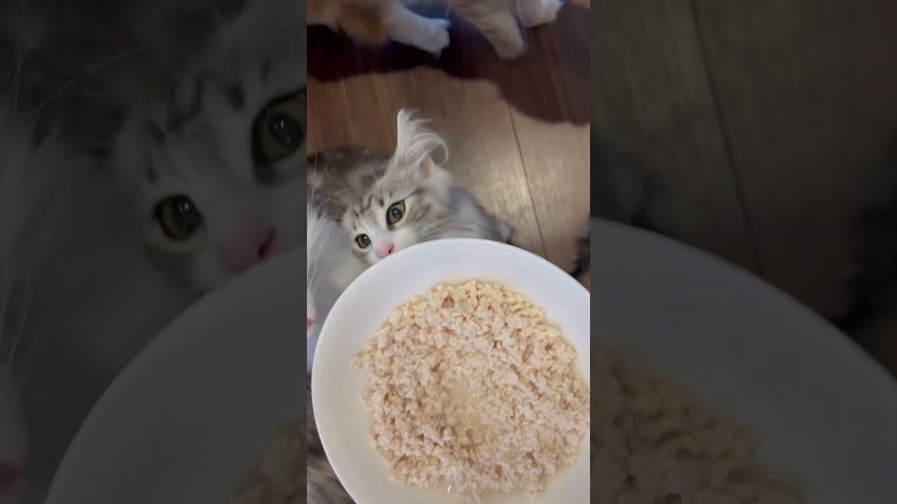 鶏肉大好き。 #ノルウェージャンフォレストキャット #猫カフェ #那須