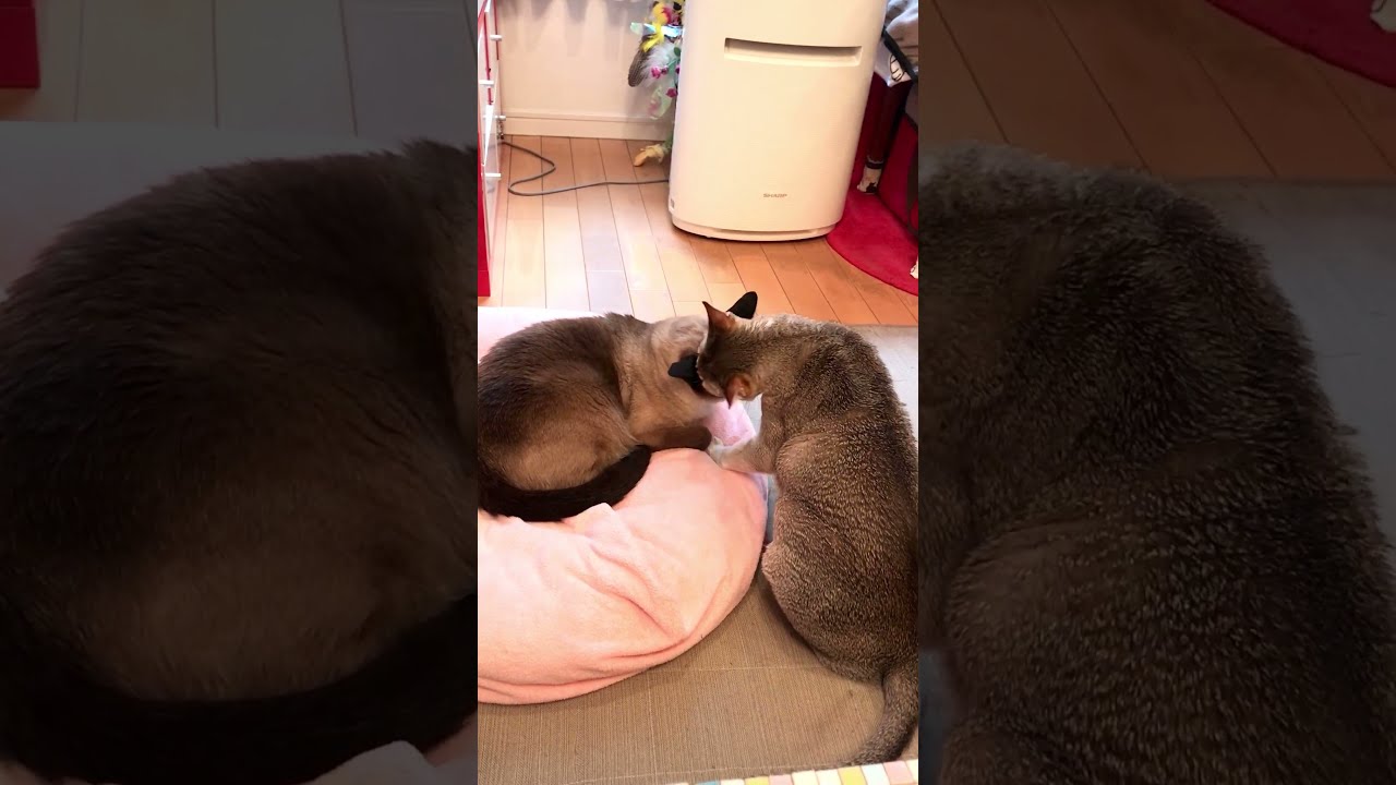 大好きなたぬき猫のお顔をせっせと洗うシンガプーラなのにゃ♪