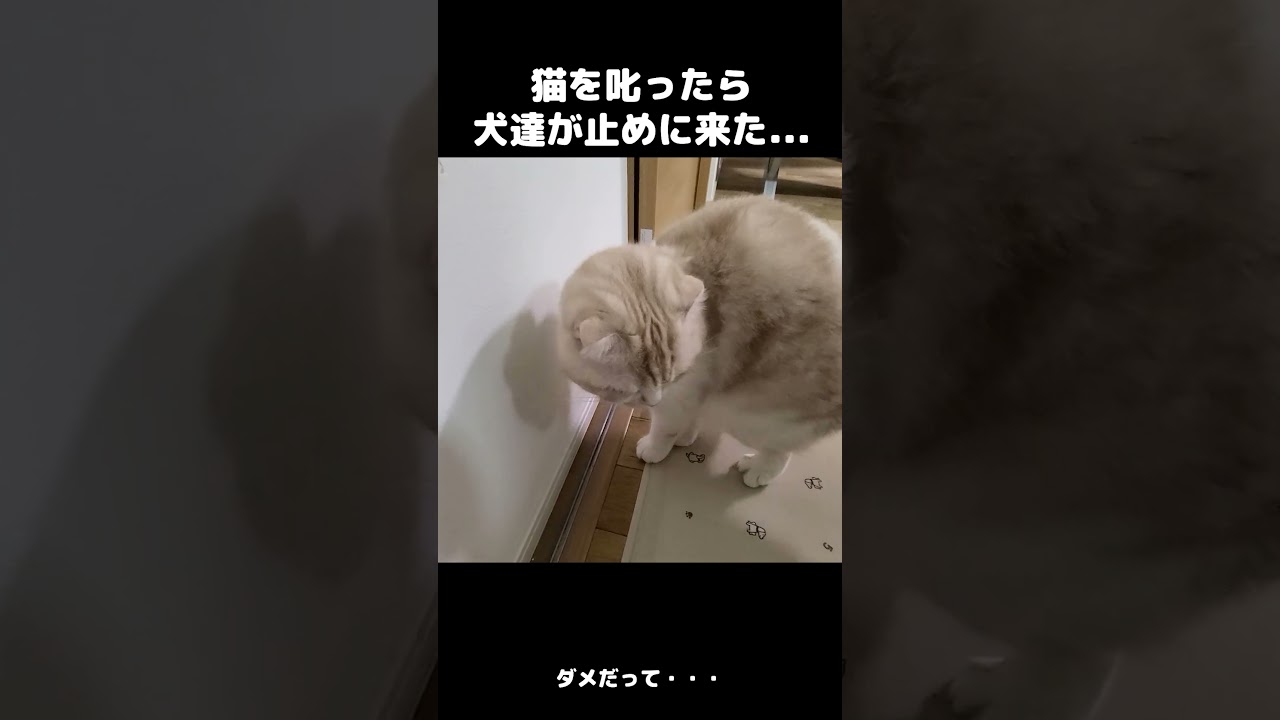 猫を叱ったら犬達が止めに来た...#shorts
